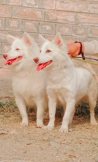 Russian Puppies / Pink Nose Puppy / Russian Pair