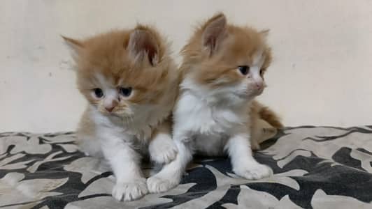 Persian kitten  healthy playfull  beautiful color available