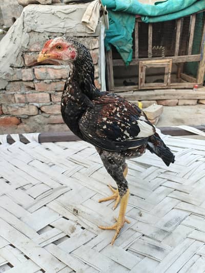 aseel patha for sale whatsapp no 03001670783