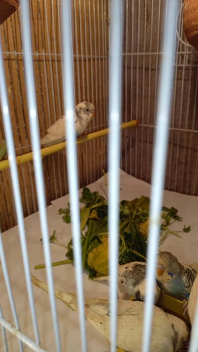 Australian Parrot curst female and white male