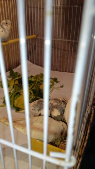 Australian Parrot curst female and white male