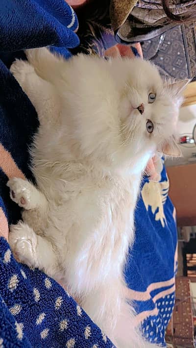 persian cat pure blood line