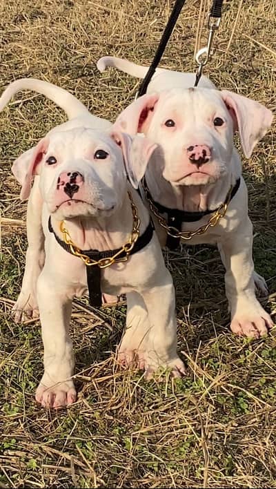 Kohati Gultair Dog | Gultair Male Dog / Gultair pair