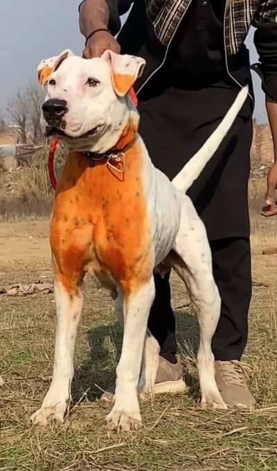 Kohati Gultair Dog | Gultair Male Dog / Gultair pair