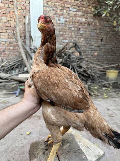 qandhari female aseel