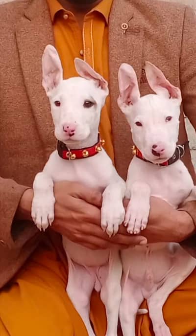 Kohati Gultair Dog | Gultair Male Dog / Gultair pair