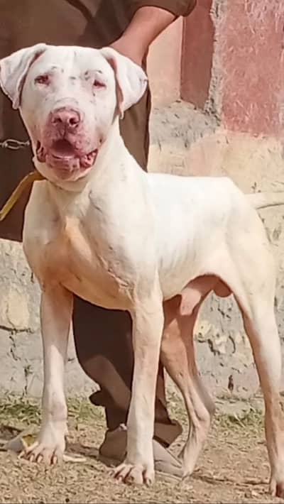 Kohati Gultair Dog | Gultair Male Dog / Gultair pair