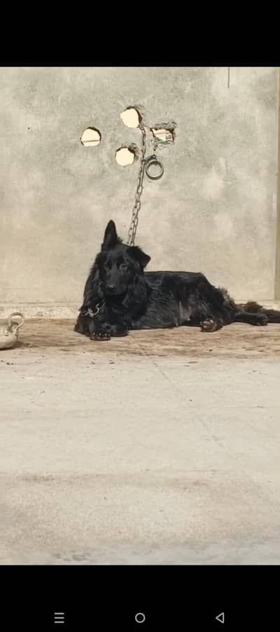 black shepherd pink pedigree