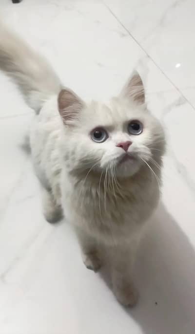 Persian and nebulung breeds pair