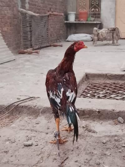 ASEEL PAIR FOR SALE THIS PICTURE 5 MONTH AGO