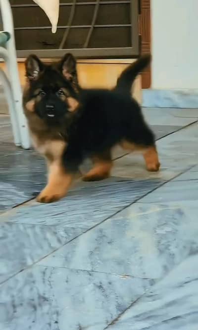 German Shepherd puppy for sale 0323/3022342