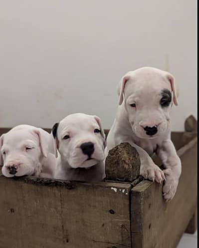 IMPORT QUALITY DOGO ARGENTINO PUPPIES AVAILABLE FOR SALE