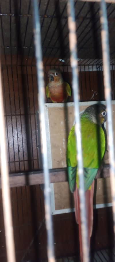 Pineapple Pearl Healthy Full Active