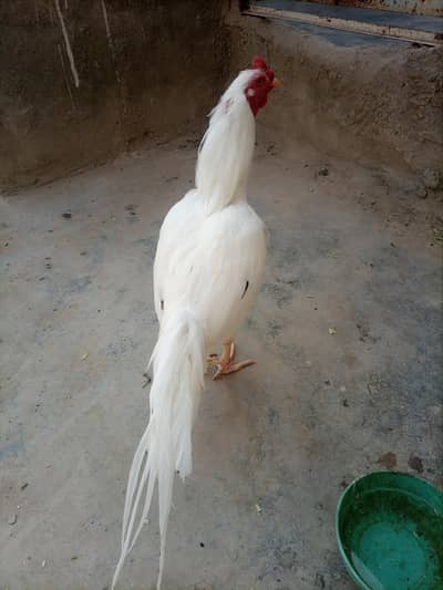 Paper white Aseel pair 25000