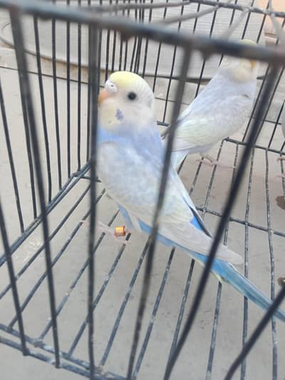 Rainbow Blue series Pathe