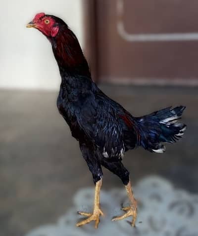 Premium Aseel Murga for Sale – Strong & Healthy