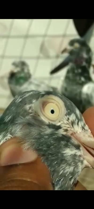 Saharanpuri patha pathi bachay available