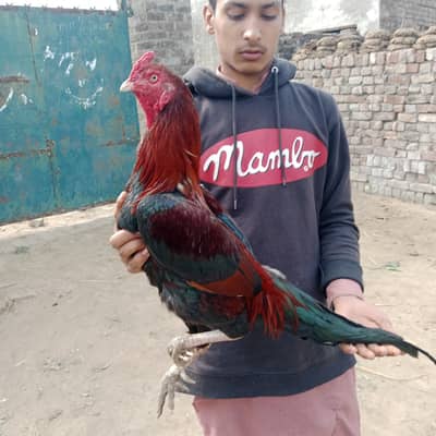 other aseel for sale