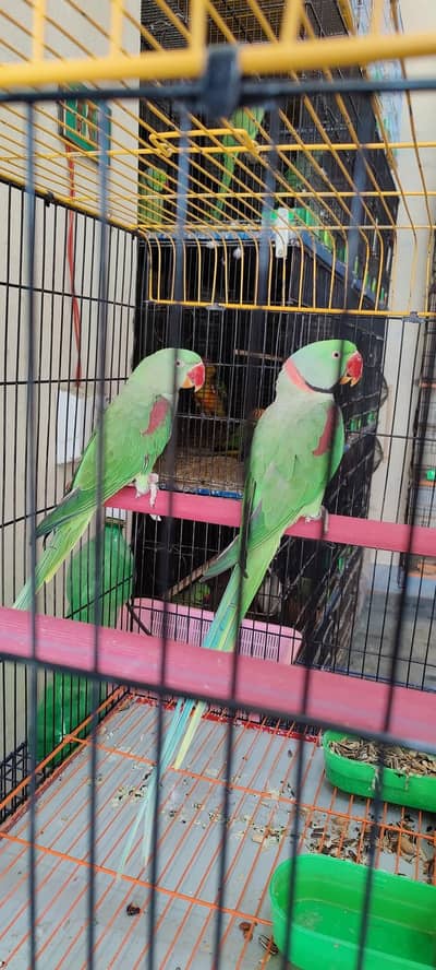raw parrot pair