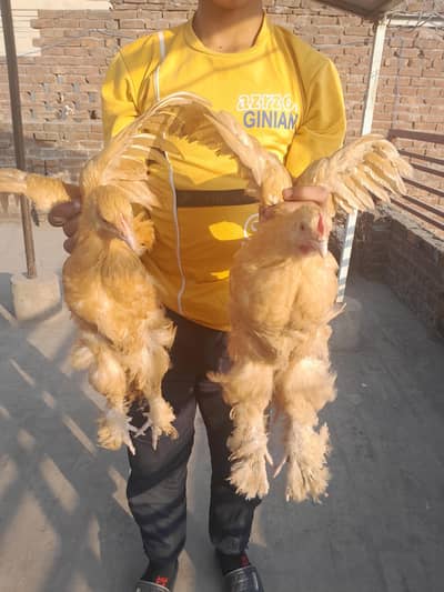 Golden Puff Chicks for Sale  4 Months Old