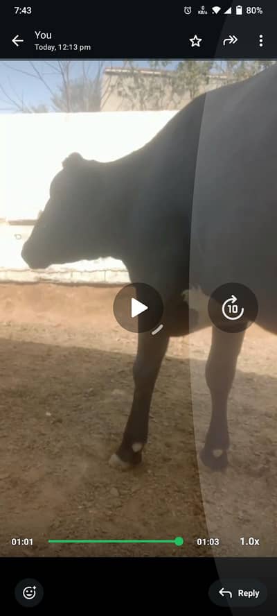 9 Month Pregnant Cow Cross Breed
