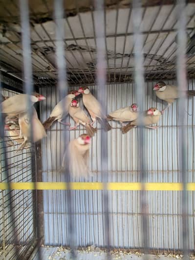 fawn java Breeder pairs