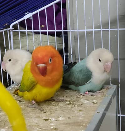 green opeline split pale fallow and blue opeline split pale fallow