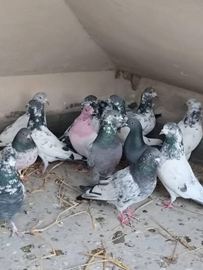 Total 14 se 15 kaboter  high fly