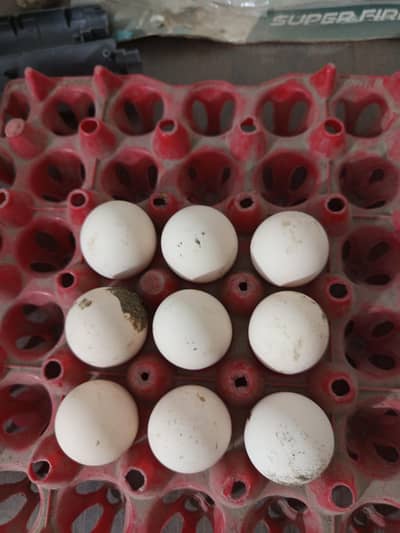 Aseel Fertile Eggs