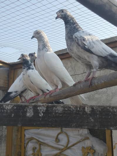 Pigeon kabotar