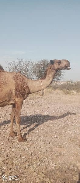 camel for sale