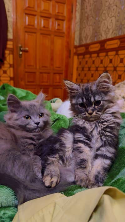 Beautiful and Active pair of triple coated Persian kittens