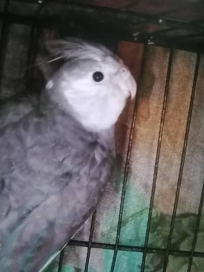 gray female cocktail. .