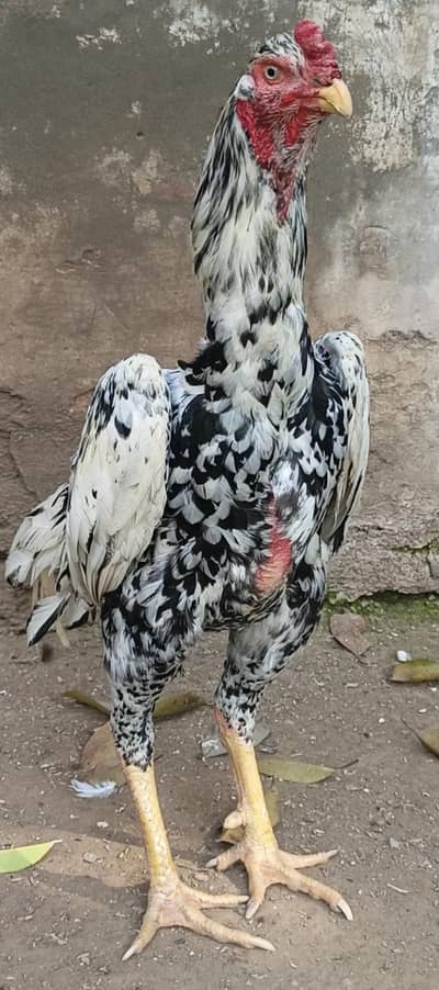 king O Shamo German/japnes/American