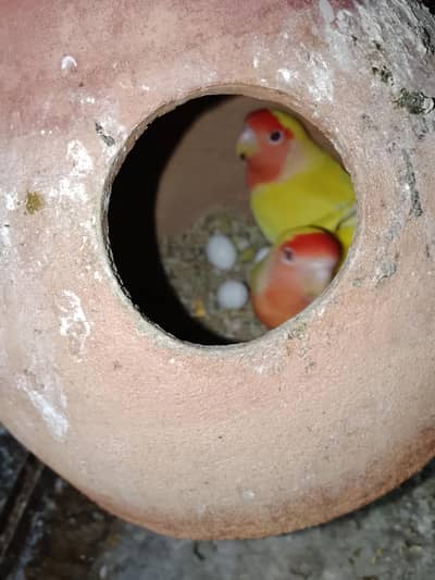 Lotino 5 pair 2000 albino black eyes red eyes