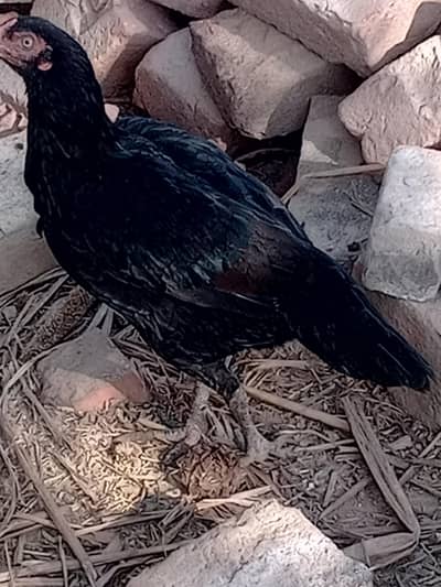 3 Aseel Pathian Eggs pr ayi hoin