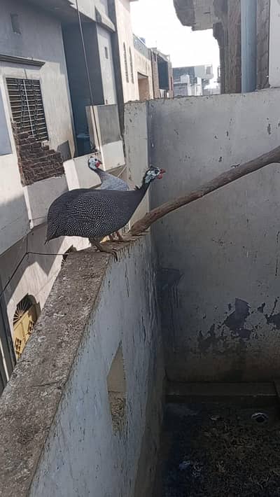 CHAKOOR PAIR READY FOR BREAD