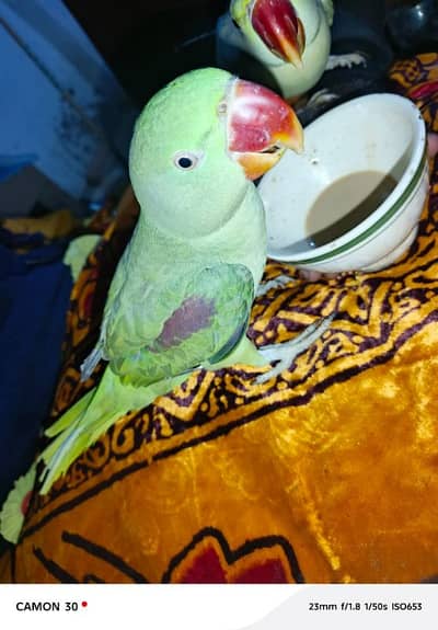 kashmiri raw parrot pair for sale