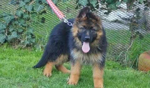 German shepherd dogs/ puppies long coat 03316360929 to WhatsApp