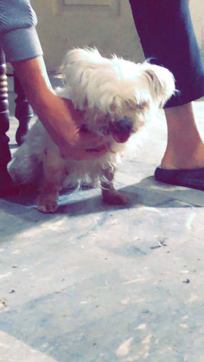 poodle female available