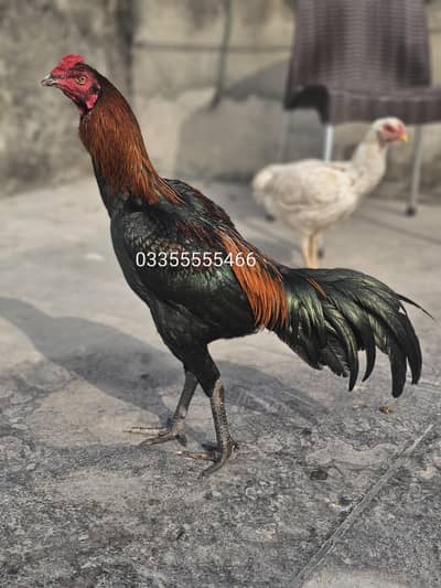 Thai Male Viet Hen