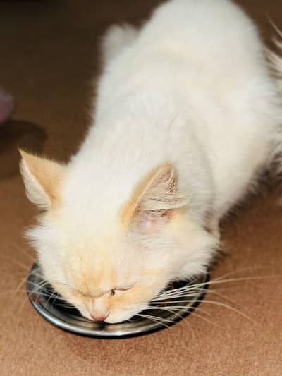 Persian cat triple coated