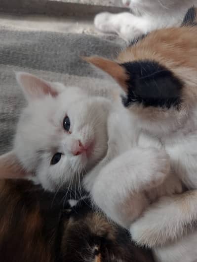 Beautiful cat with 6  puppies beautiful