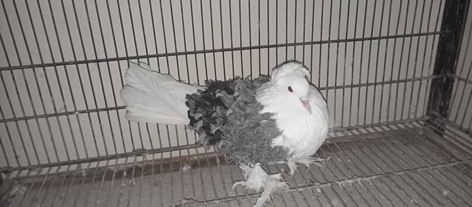 Frillback Male Breedair Grey black Bar