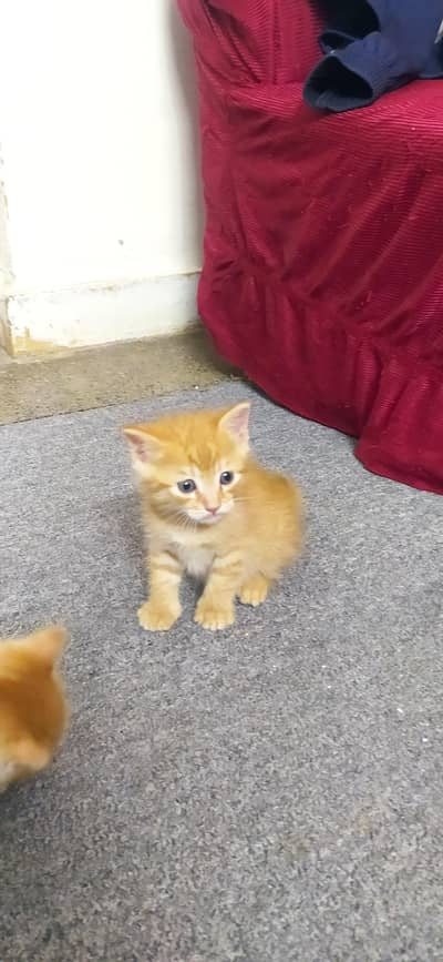 Iam selling person cat babies So cute  and playful