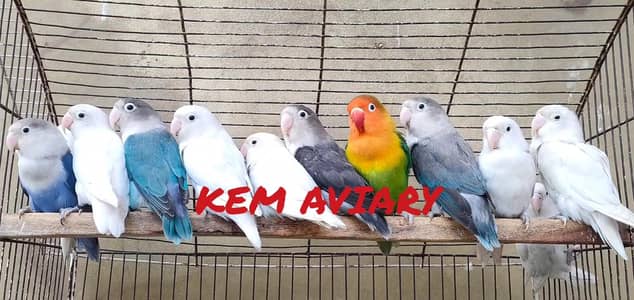 Lovebirds Breeder Pieces