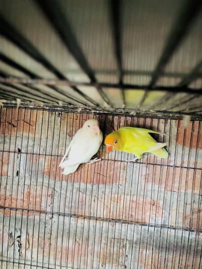 Decino to albino red eyes breeder pair for sale