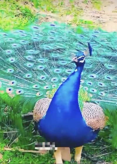 More beautiful baby video haa 03239854645 what num