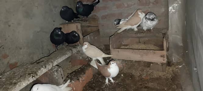 Fansi Pigeons multiple Color