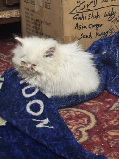 Cat Kittens High Quality Kittens Male or Female Available